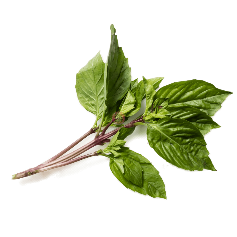 Thai Sweet Basil 100g 新鲜泰国甜罗勒